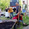 Кампус КПІ. Виноградна лоза із Польщі